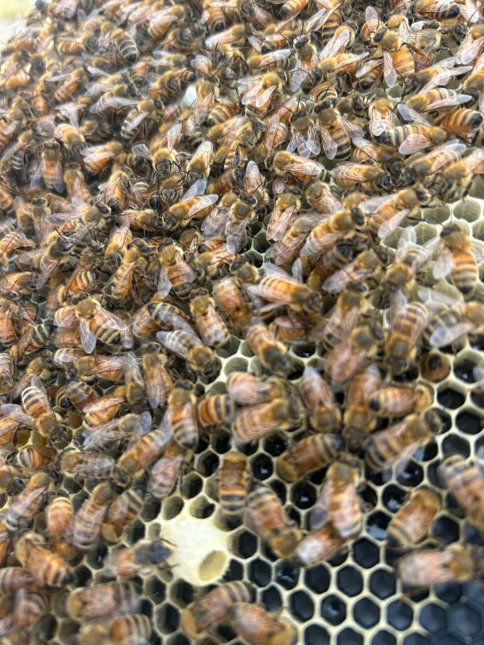 BEEZY beehives in a British Columbia apiary