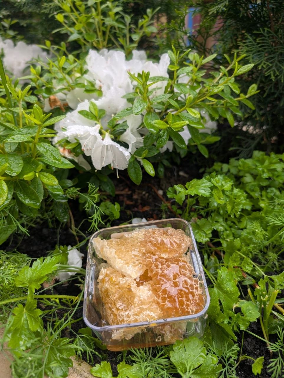 BEEZY beehives in a British Columbia apiary