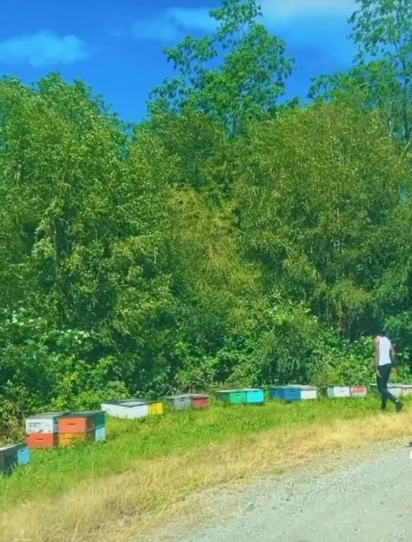 Colourful beehives lined beside a forest in British Columbia