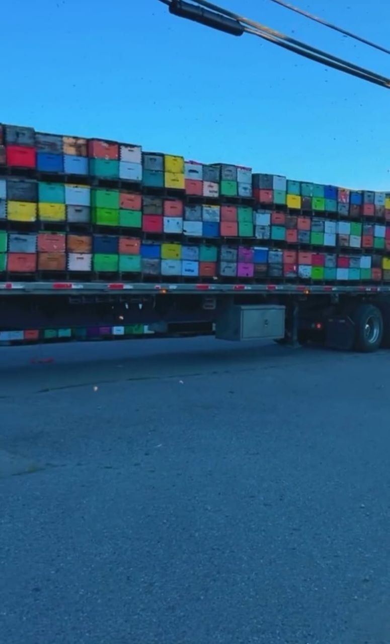 Truck carrying colourful beehives for apiary transportation