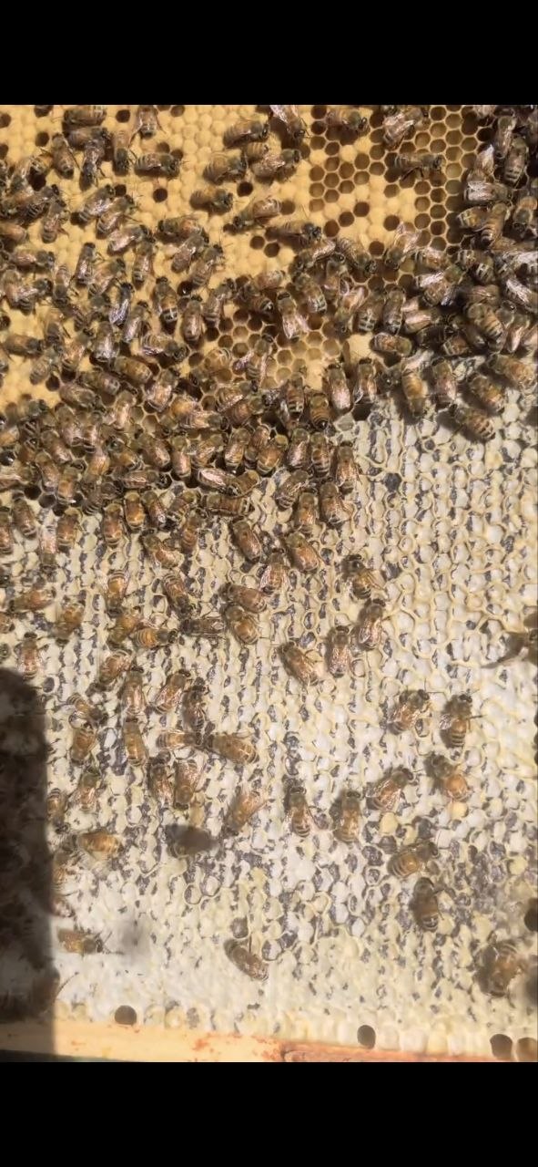 Honey bees covering a brood frame inside a beehive