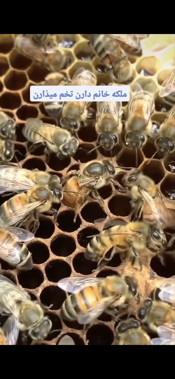 Queen bee laying eggs on a honeycomb frame
