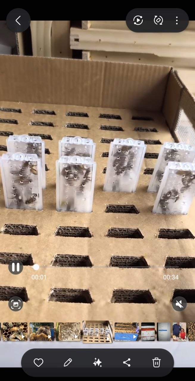 Queen bee cages arranged inside a ventilated transport box