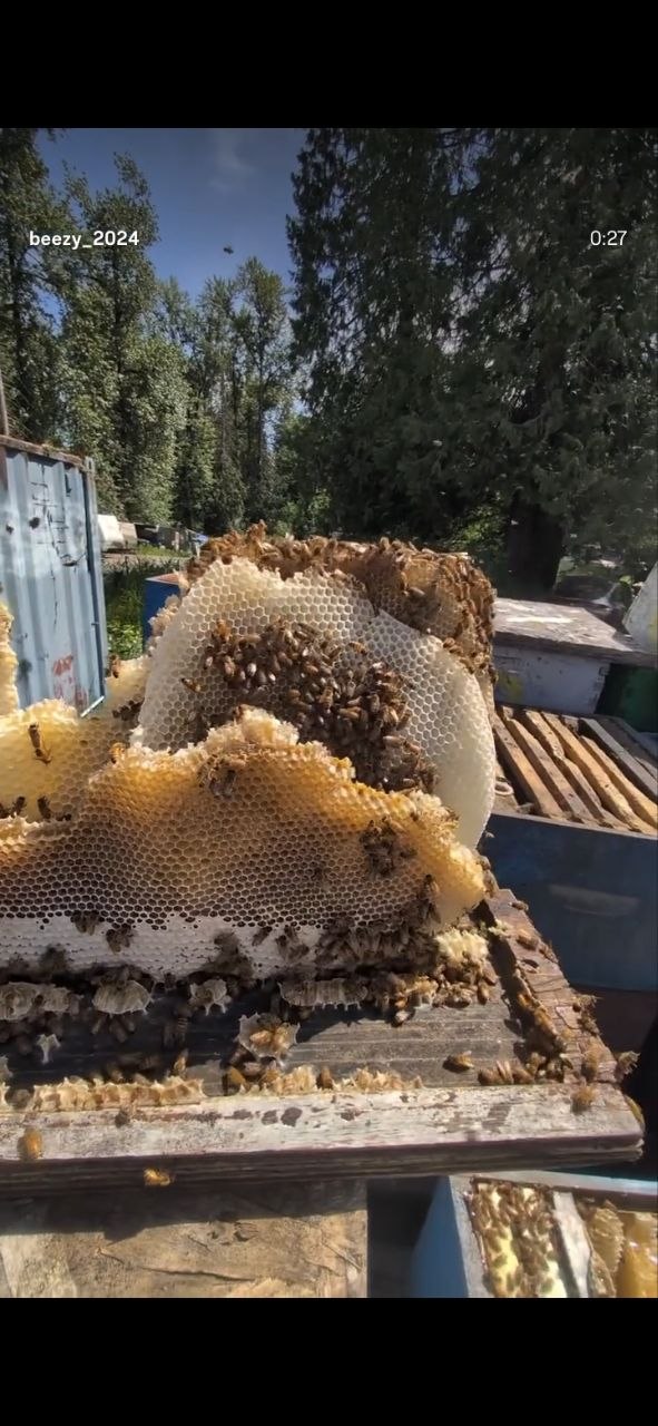 Honey bees covering freshly built natural honeycomb