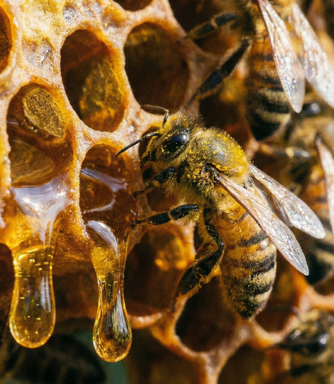 BEEZY beehives in a British Columbia apiary